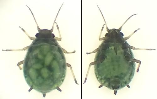 Aphis serpylli